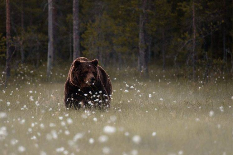 bears, Animals, Trees HD Wallpaper Desktop Background