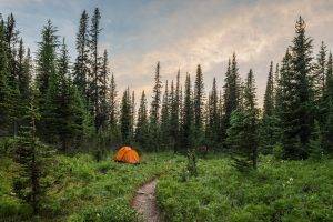landscape, Plants, Trees, Camping, Green, Nature, Tents, Path