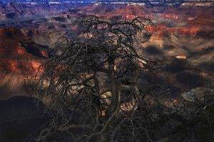 nature, Landscape, Grand Canyon, Dead Trees, Erosion