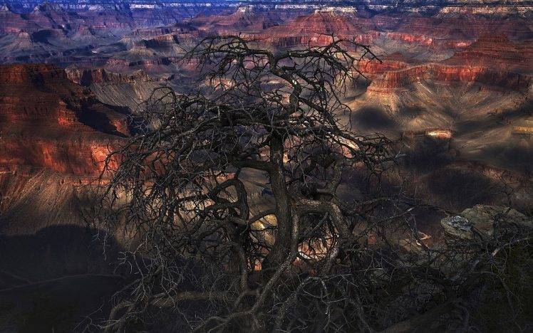 nature, Landscape, Grand Canyon, Dead Trees, Erosion HD Wallpaper Desktop Background