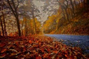 nature, Landscape, Road, Red, Yellow, Leaves, Trees, Morning, Mist