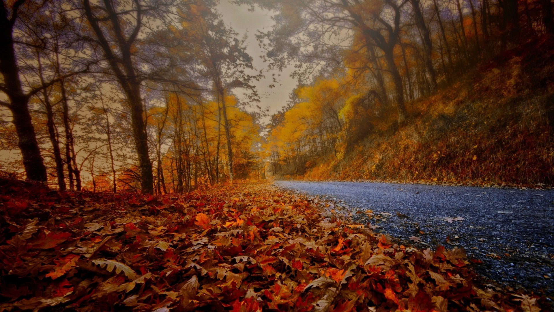 nature, Landscape, Road, Red, Yellow, Leaves, Trees, Morning, Mist Wallpaper