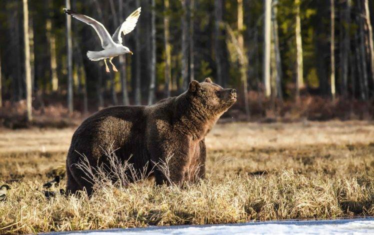 bears, Animals, Trees, Mammals HD Wallpaper Desktop Background