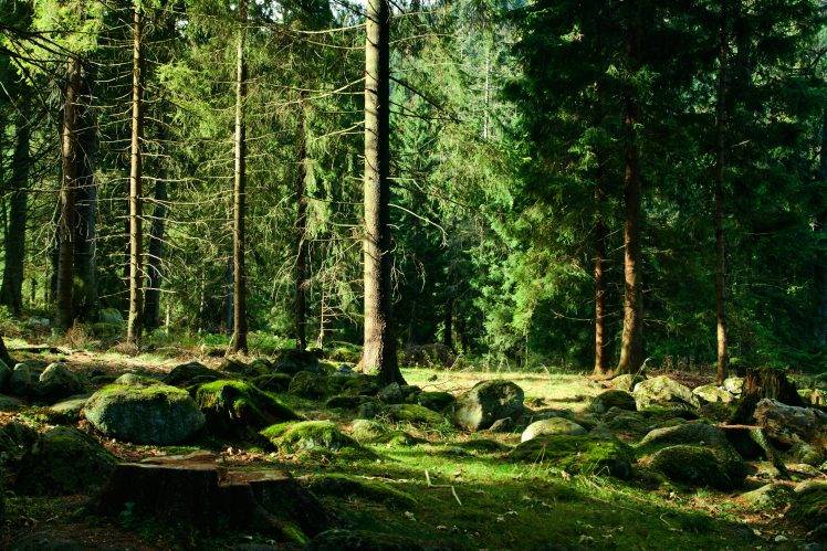 landscape, Trees, Forest HD Wallpaper Desktop Background