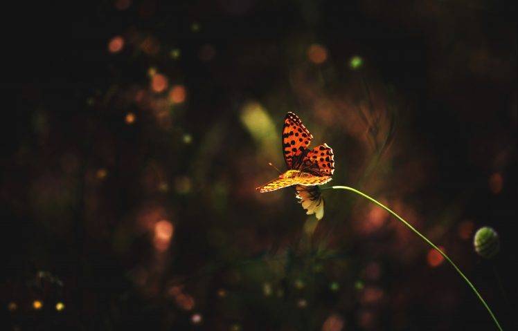 animals, Insect, Macro, Lepidoptera HD Wallpaper Desktop Background