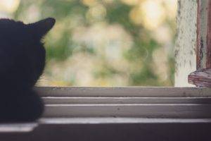 cat, Animals, Window