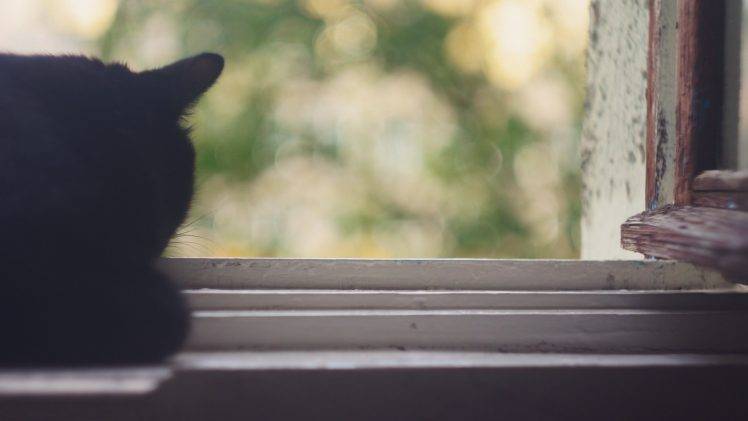 cat, Animals, Window HD Wallpaper Desktop Background
