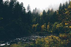 landscape, River, Forest, Trees