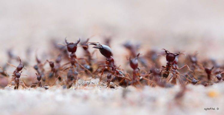 animals, Macro, Ants, Hymenoptera HD Wallpaper Desktop Background