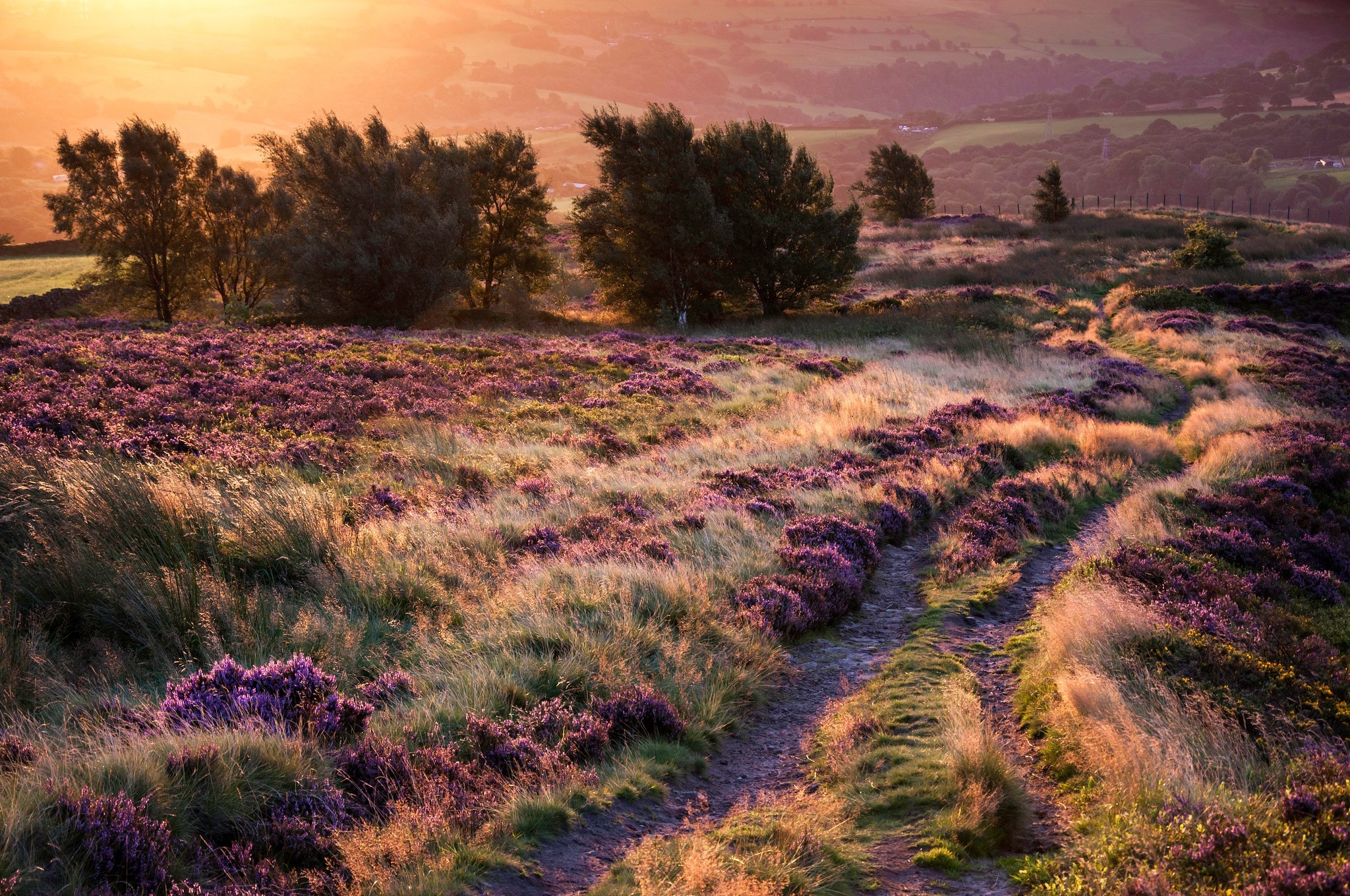 landscape, Trees, Path Wallpaper