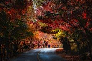 nature, Landscape, Trees, Fall, Red, Yellow, Green, Leaves, Blue, Road, People, Tunnel