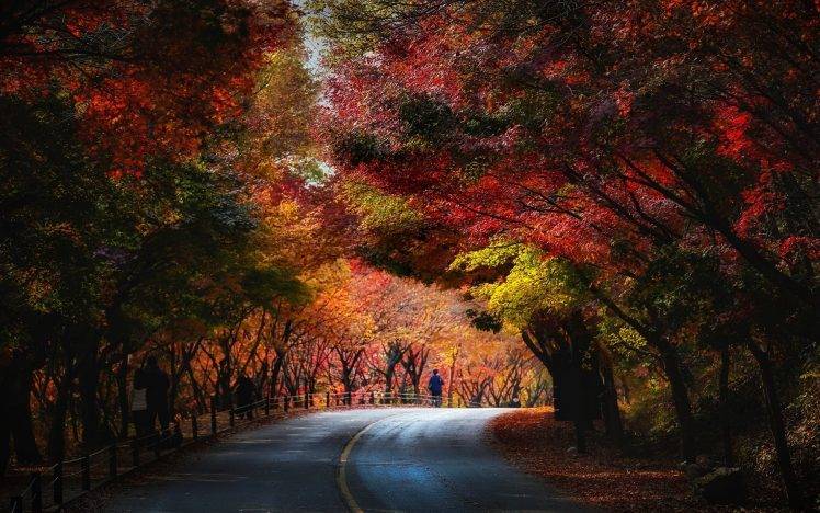 nature, Landscape, Trees, Fall, Red, Yellow, Green, Leaves, Blue, Road, People, Tunnel HD Wallpaper Desktop Background