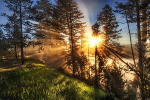 nature, Landscape, Sunrise, Sun Rays, Mist, Trees, Green, Grass, Path, Yellowstone National Park