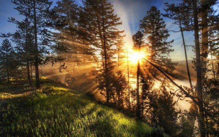 nature, Landscape, Sunrise, Sun Rays, Mist, Trees, Green, Grass, Path, Yellowstone National Park HD Wallpaper Desktop Background