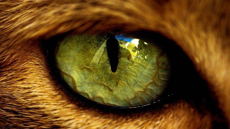 eyes, Animals HD Wallpaper Desktop Background