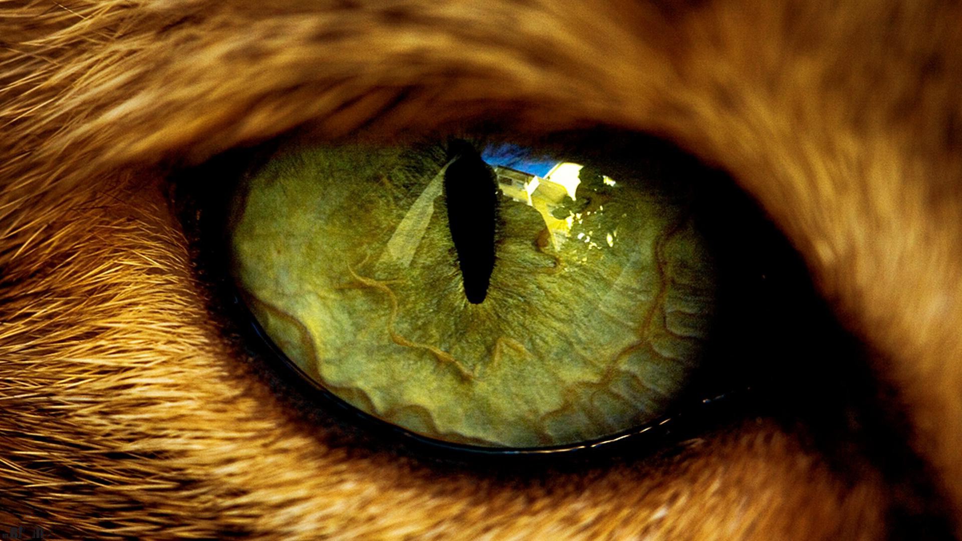 eyes, Animals Wallpaper