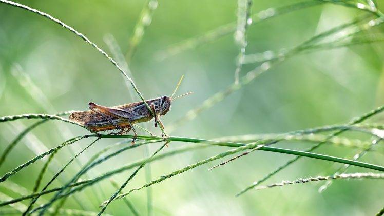 grass, Grasshopper, Animals HD Wallpaper Desktop Background