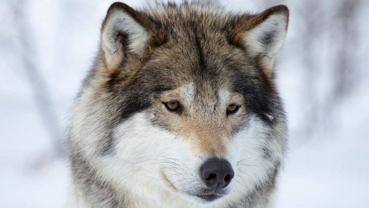 animals, Wolf, Snow Wallpapers HD / Desktop and Mobile Backgrounds