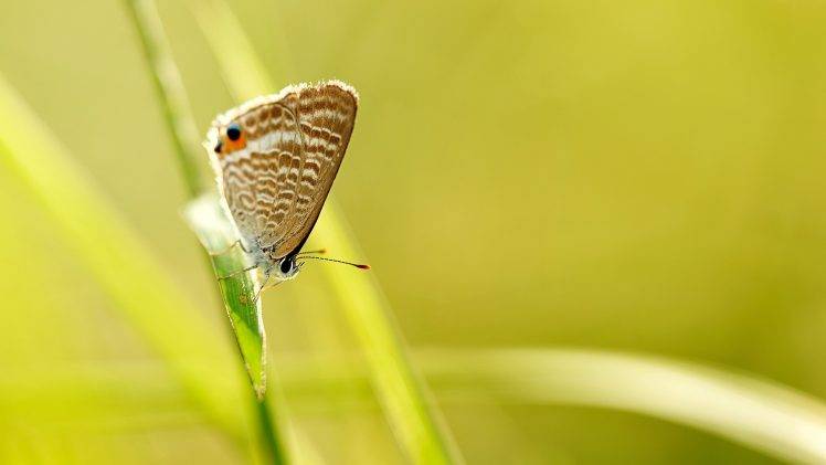 nature, Animals, Butterfly, Grass HD Wallpaper Desktop Background