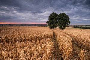 field, Landscape, Trees, Wheat