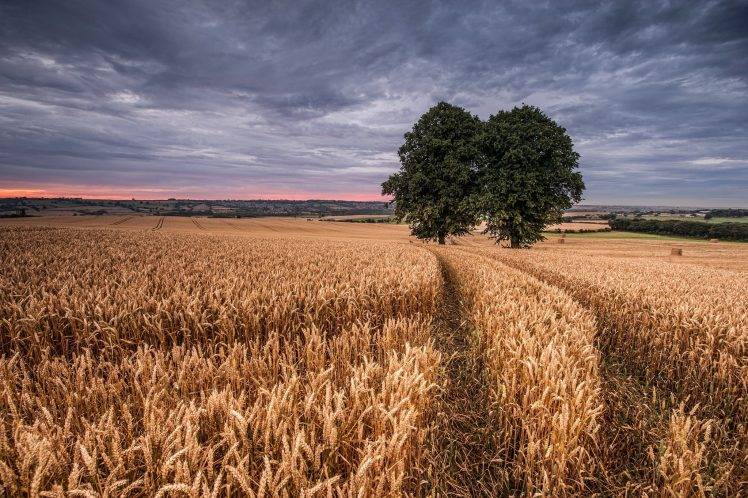 field, Landscape, Trees, Wheat HD Wallpaper Desktop Background