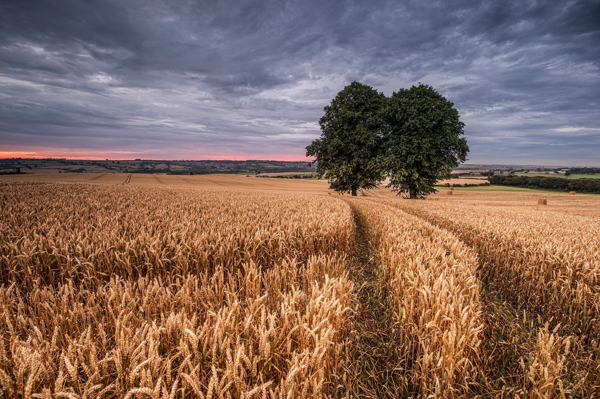 field, Landscape, Trees, Wheat Wallpaper