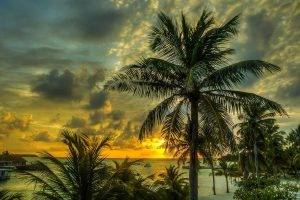 landscape, Palm Trees, Maldives
