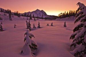 snow, Landscape, Pine Trees