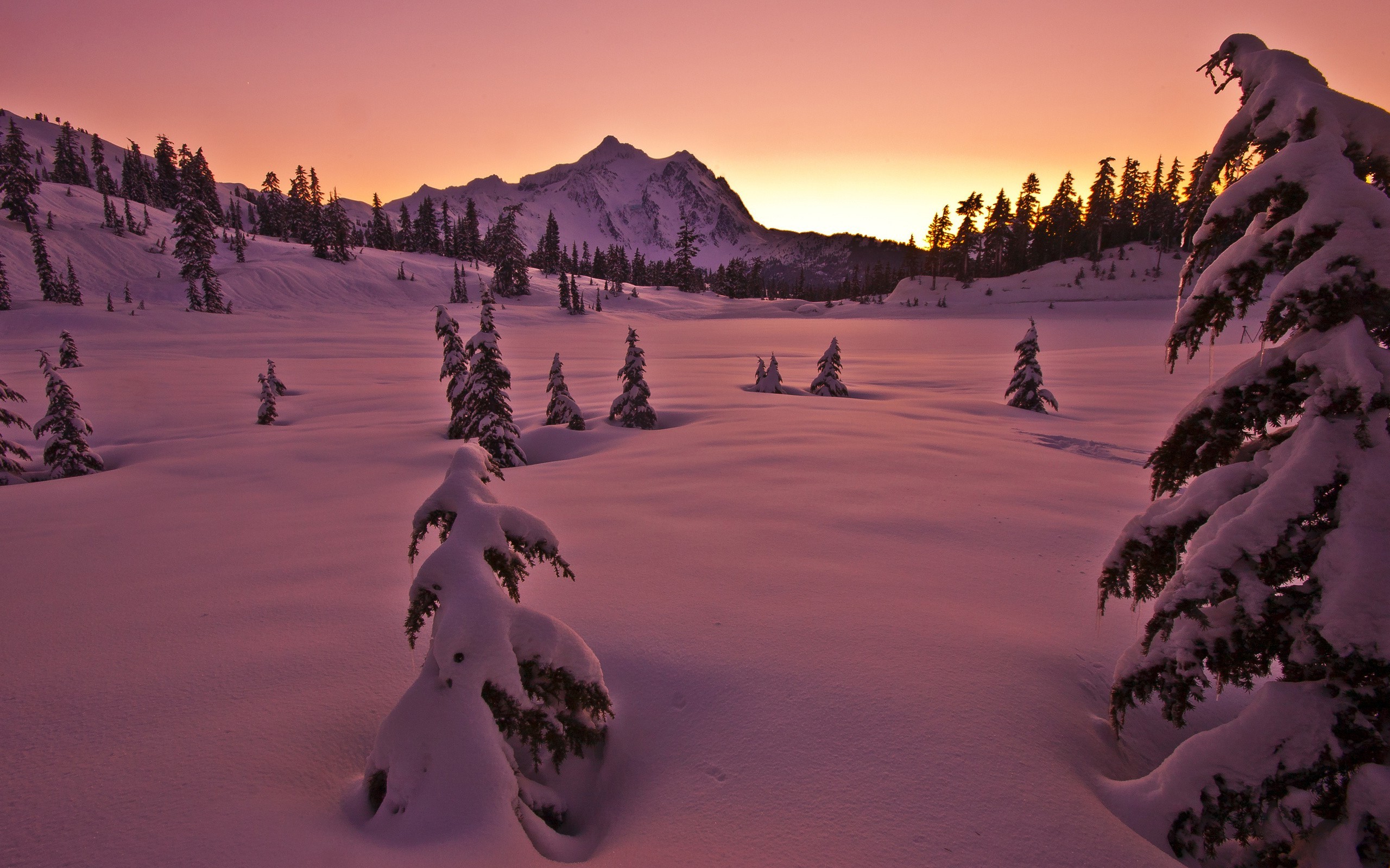 snow, Landscape, Pine Trees Wallpaper