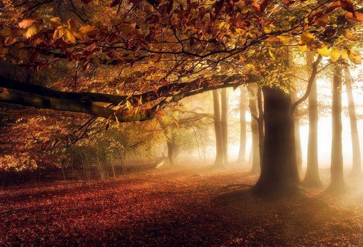 nature, Landscape, Fall, Sunrise, Mist, Forest, Leaves, Sunlight, Trees, Atmosphere HD Wallpaper Desktop Background
