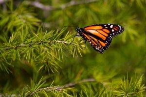 lepidoptera, Butterfly, Animals, Plants