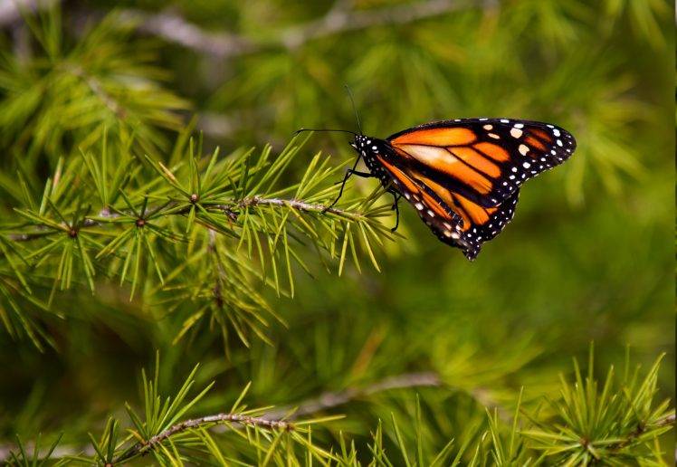 lepidoptera, Butterfly, Animals, Plants HD Wallpaper Desktop Background