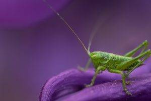 insect, Animals, Macro, Grasshopper