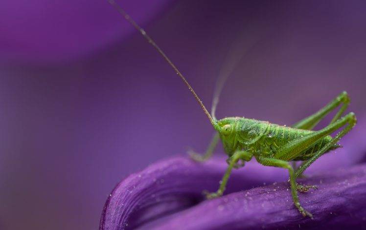 insect, Animals, Macro, Grasshopper HD Wallpaper Desktop Background