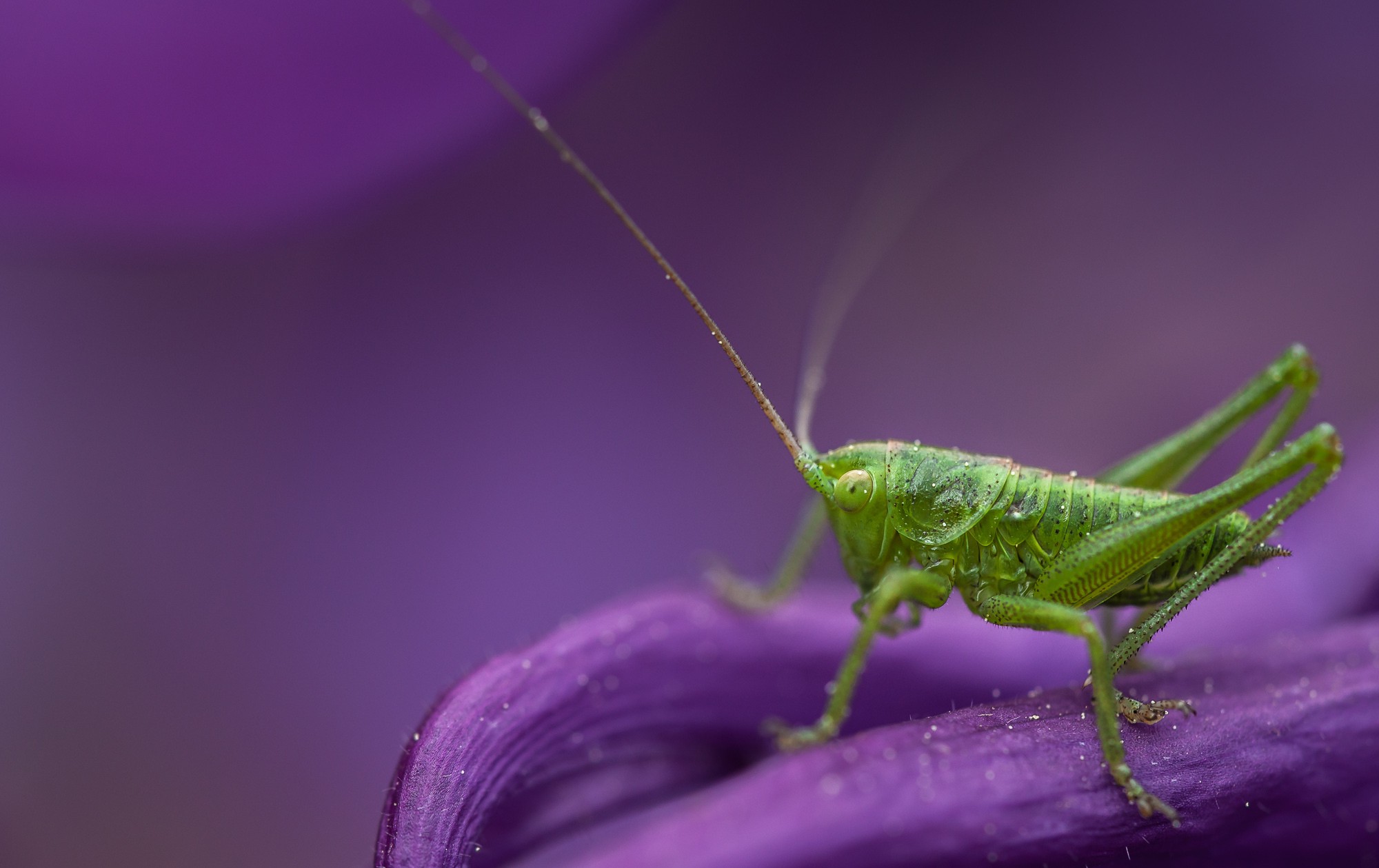 insect, Animals, Macro, Grasshopper Wallpaper