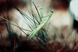 insect, Animals, Plants, Macro, Praying Mantis