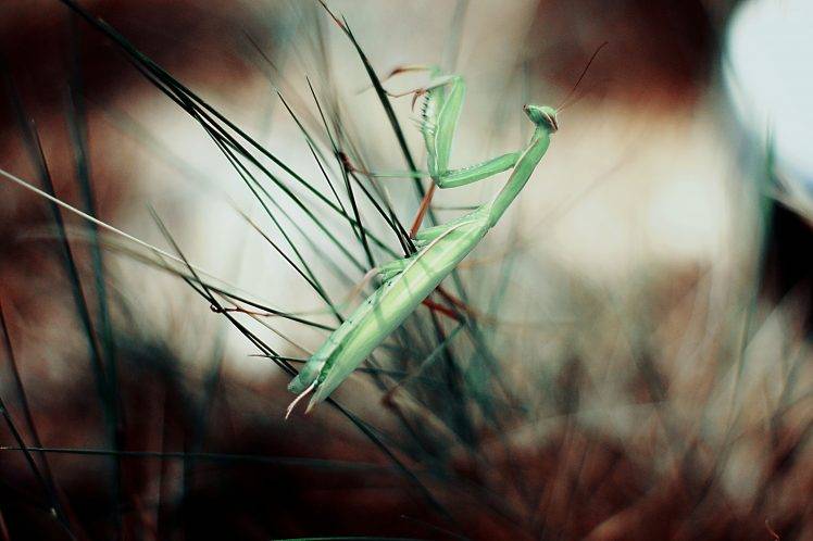 insect, Animals, Plants, Macro, Praying Mantis HD Wallpaper Desktop Background