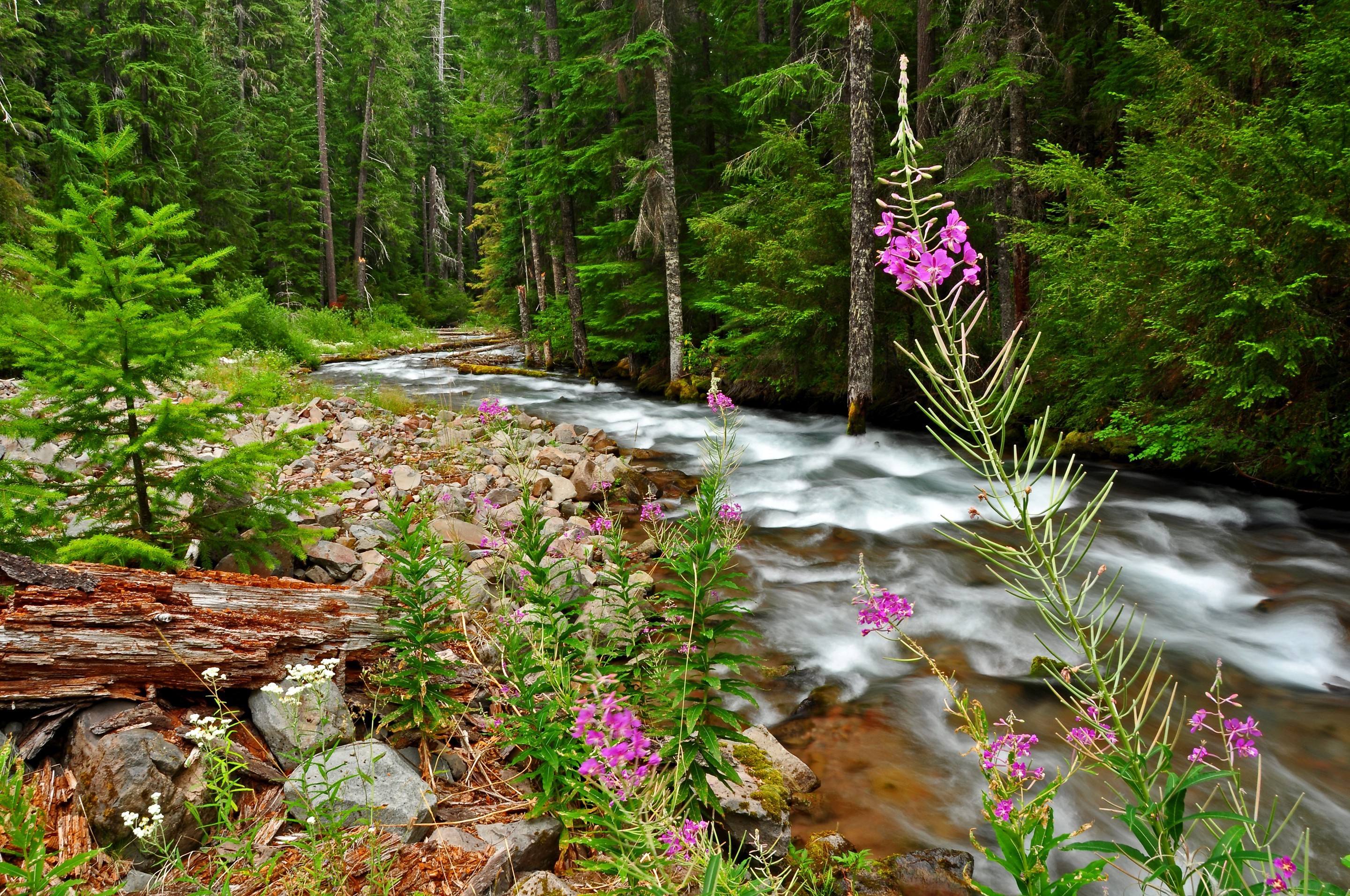 trees, Forest, Landscape, River Wallpaper