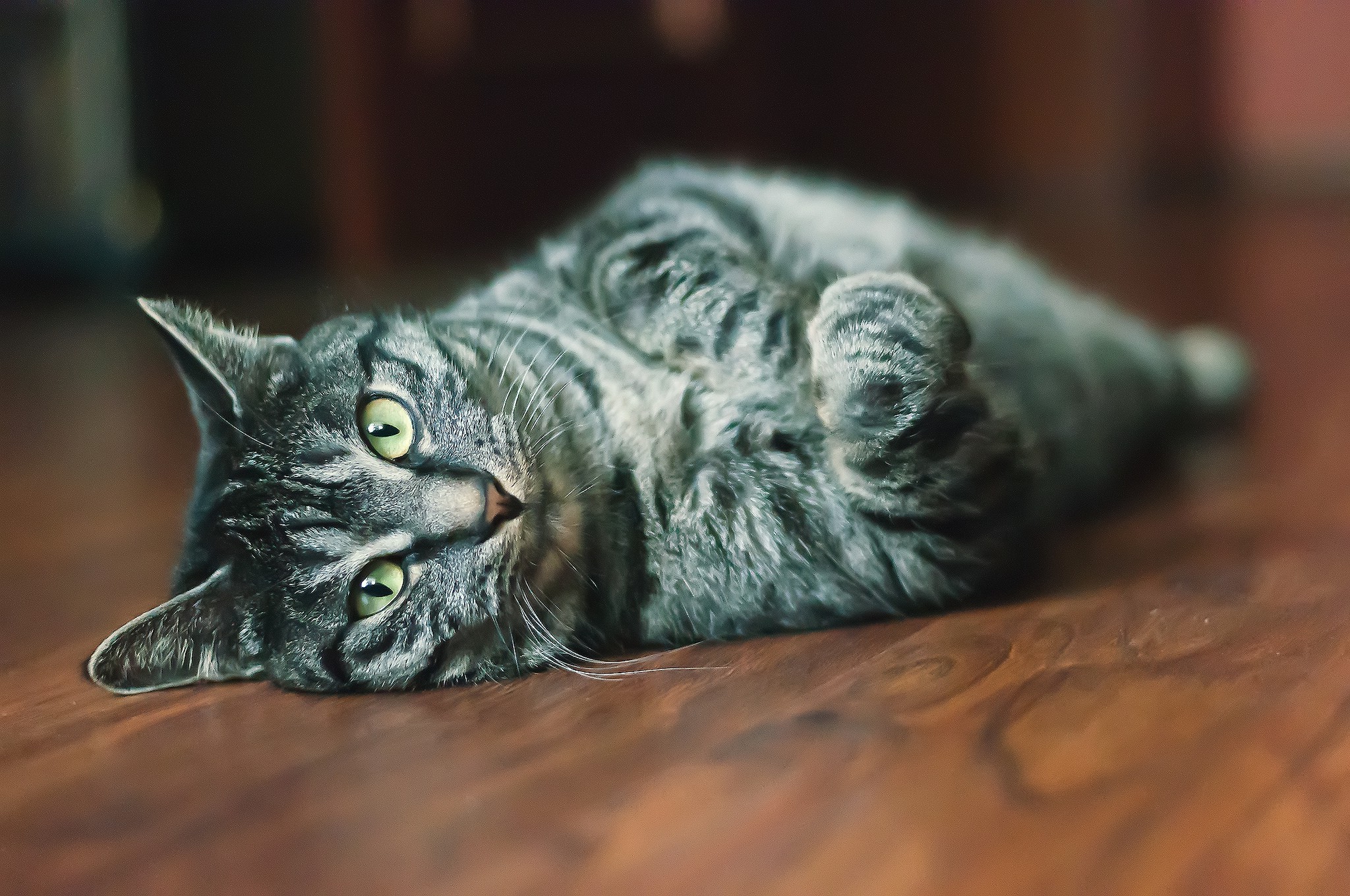 animals, Cat, Indoors Wallpaper
