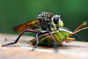 animals, Macro, Flies, Insect