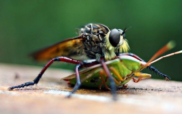 animals, Macro, Flies, Insect HD Wallpaper Desktop Background