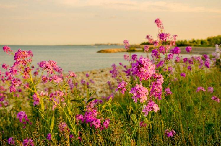 landscape, Sea, Flowers HD Wallpaper Desktop Background