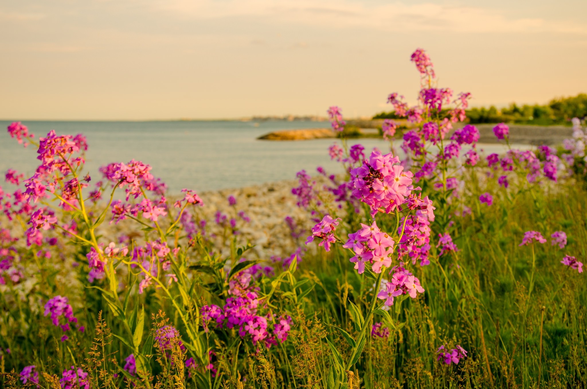 landscape, Sea, Flowers Wallpaper
