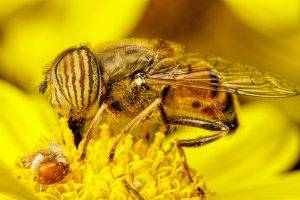 insect, Diptera, Macro, Animals, Bees