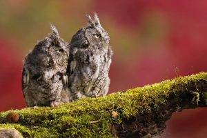 animals, Photography, Owl
