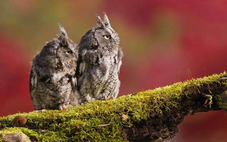 animals, Photography, Owl HD Wallpaper Desktop Background