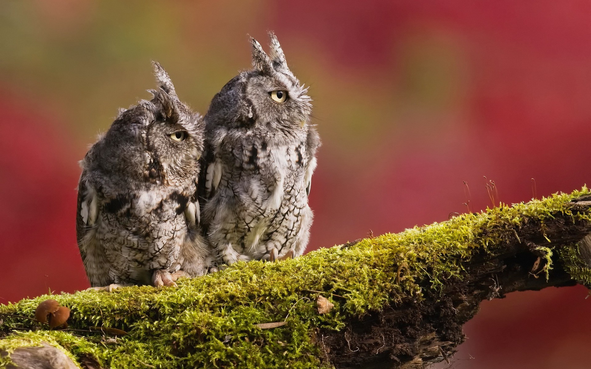 animals, Photography, Owl Wallpaper