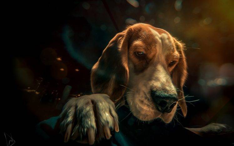 animals, Photography, Dog HD Wallpaper Desktop Background
