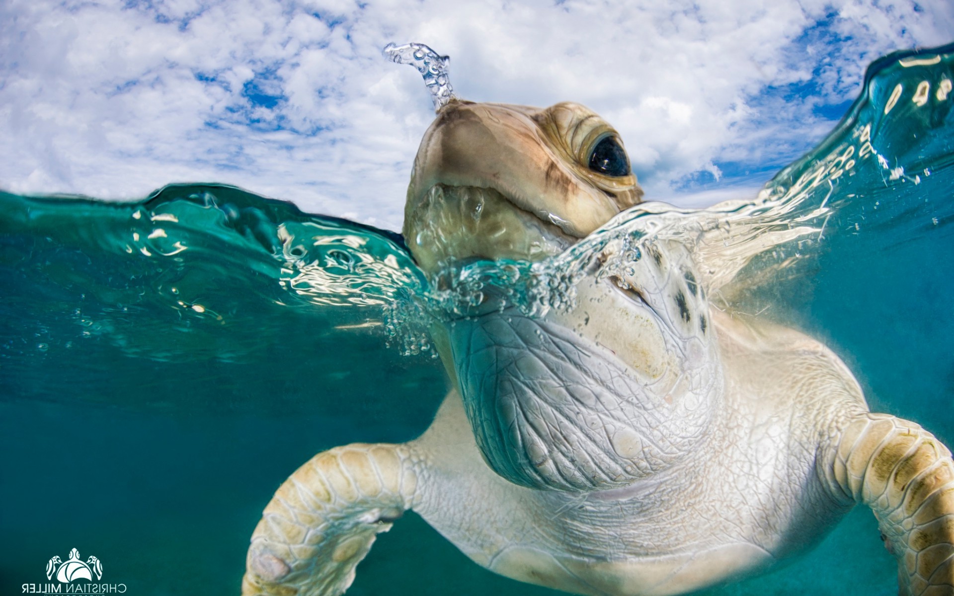 animals, Photography Wallpaper