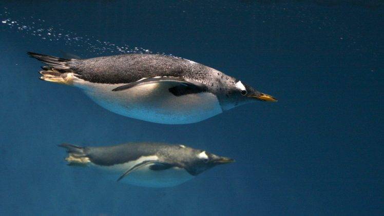 animals, Underwater, Penguins, Birds HD Wallpaper Desktop Background